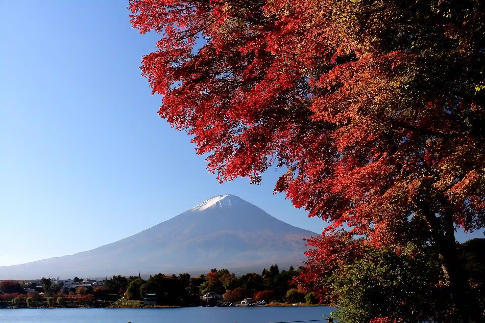 Autumn leaves near Mount Fuji