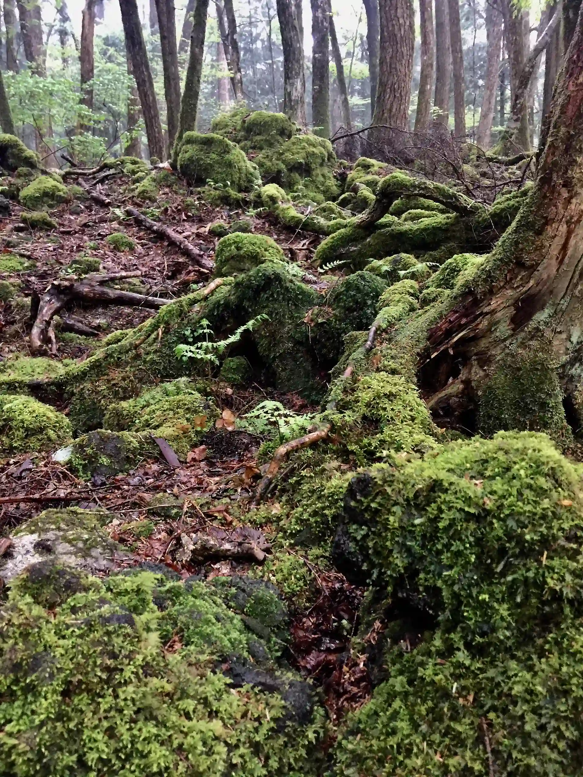 Aokigahara forest near Mount Fuji